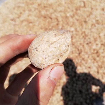 185纸皮干核桃