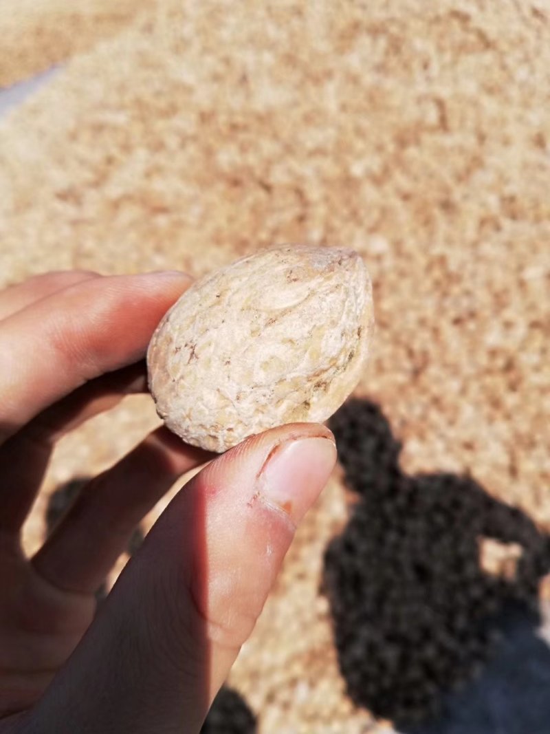 185纸皮干核桃