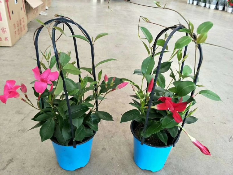 塑料双色花盆彩色花盆