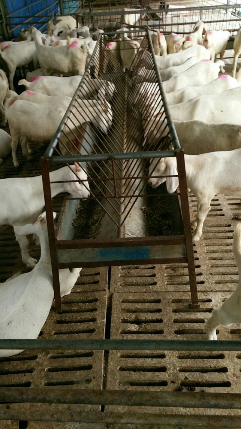 白山羊屠宰价格多少钱一只