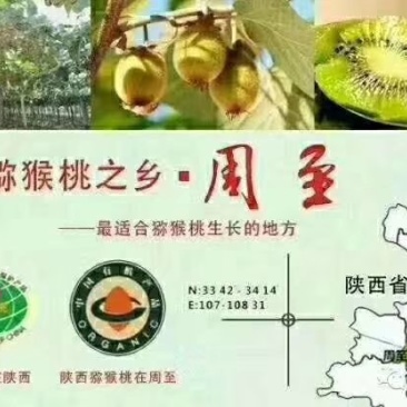 周至猕猴桃基地欢迎全国客商