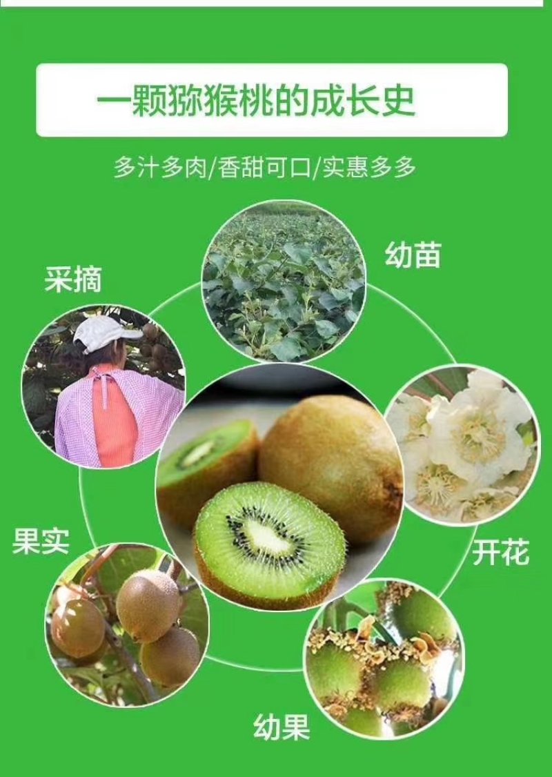 周至猕猴桃基地欢迎全国客商