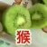 周至猕猴桃基地欢迎全国客商