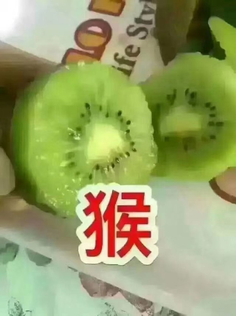 周至猕猴桃基地欢迎全国客商