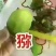 周至猕猴桃基地欢迎全国客商