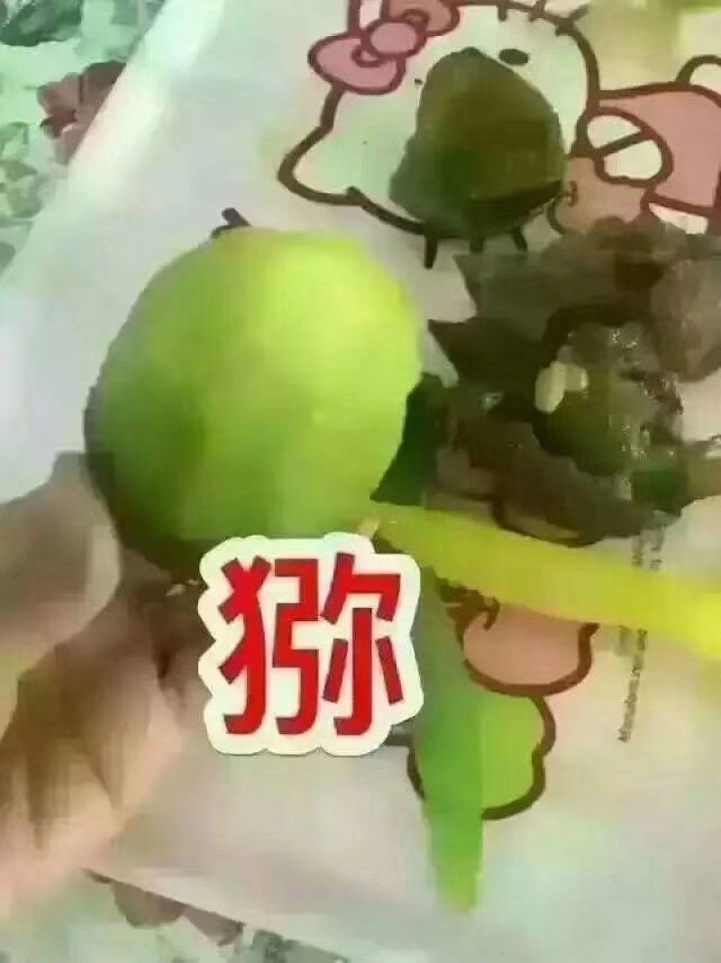 周至猕猴桃基地欢迎全国客商