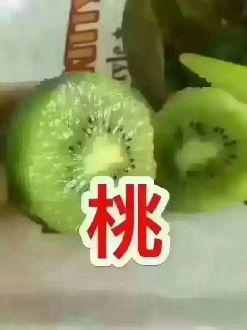 周至猕猴桃基地欢迎全国客商