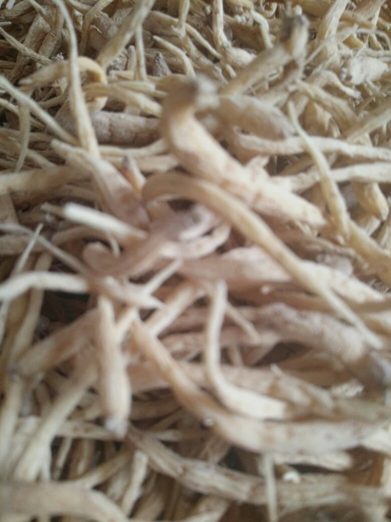 太子参干货，籽，秧苗