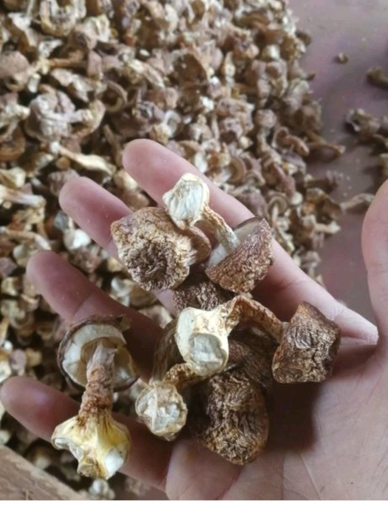 （产地直供）福建木姜子，油，品质上乘，全国发货