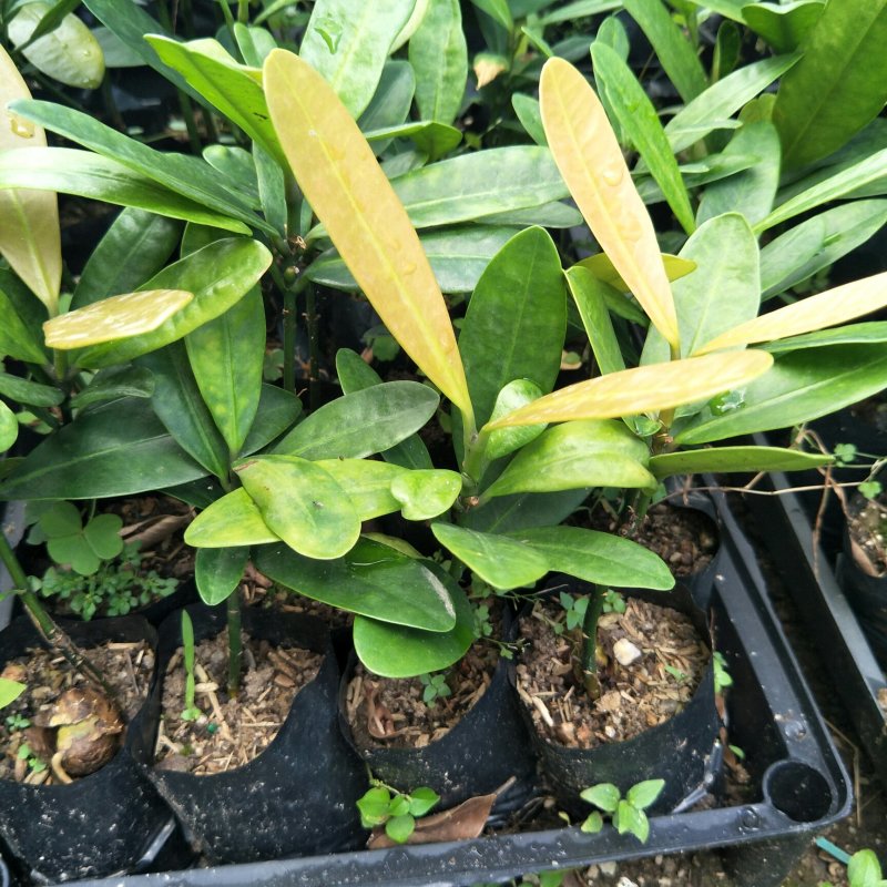 福木种苗台湾菲岛福树观叶盆栽庭院工程绿化树种