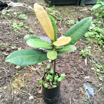 福木种苗台湾菲岛福树观叶盆栽庭院工程绿化树种