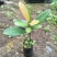 福木种苗台湾菲岛福树观叶盆栽庭院工程绿化树种