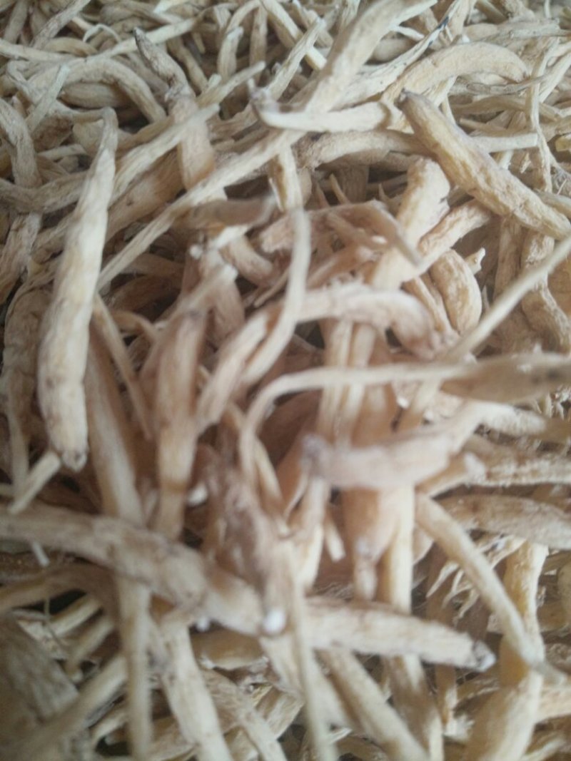 太子参干货，种籽，秧苗