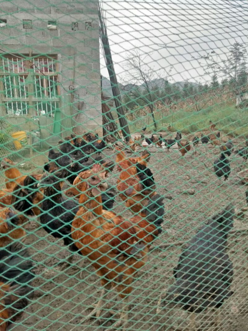 土鸡乌鸡