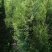 1.5米侧柏价格2米侧柏树苗价格大柏树