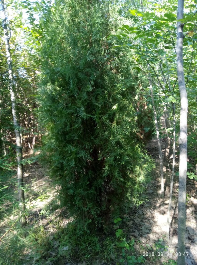 0.25公分以上的侧柏小苗，嫁接龙柏占木一年生侧柏