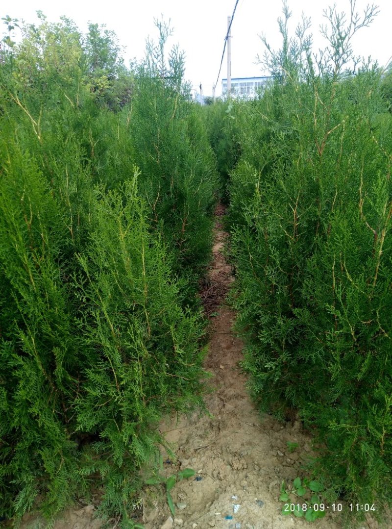 0.25公分以上的侧柏小苗，嫁接龙柏占木一年生侧柏
