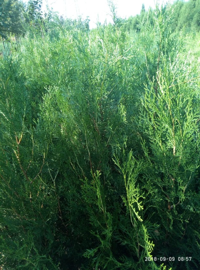 0.25公分以上的侧柏小苗，嫁接龙柏占木一年生侧柏