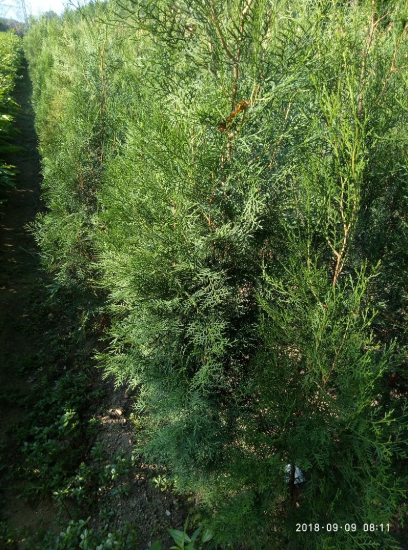 0.25公分以上的侧柏小苗，嫁接龙柏占木一年生侧柏