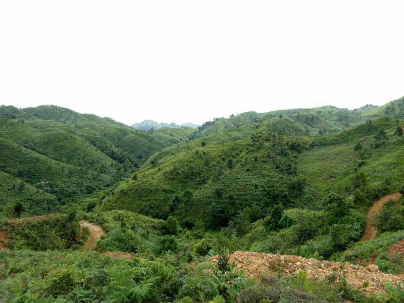 云南文山州广南县1万亩有林地转让