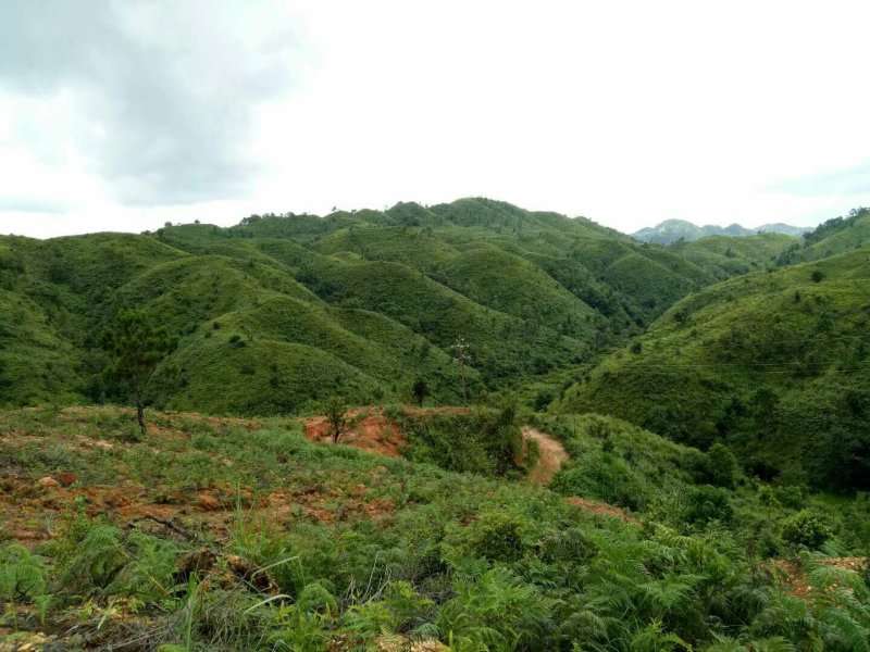 云南文山州广南县1万亩有林地转让