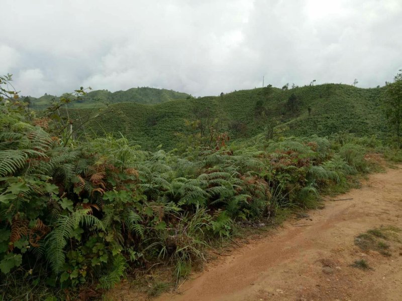 云南文山州广南县1万亩有林地转让