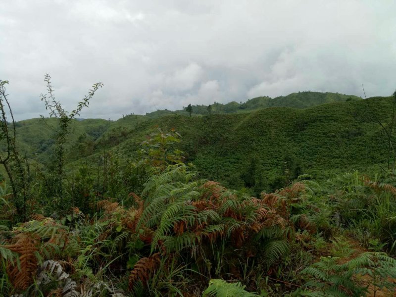 云南文山州广南县1万亩有林地转让