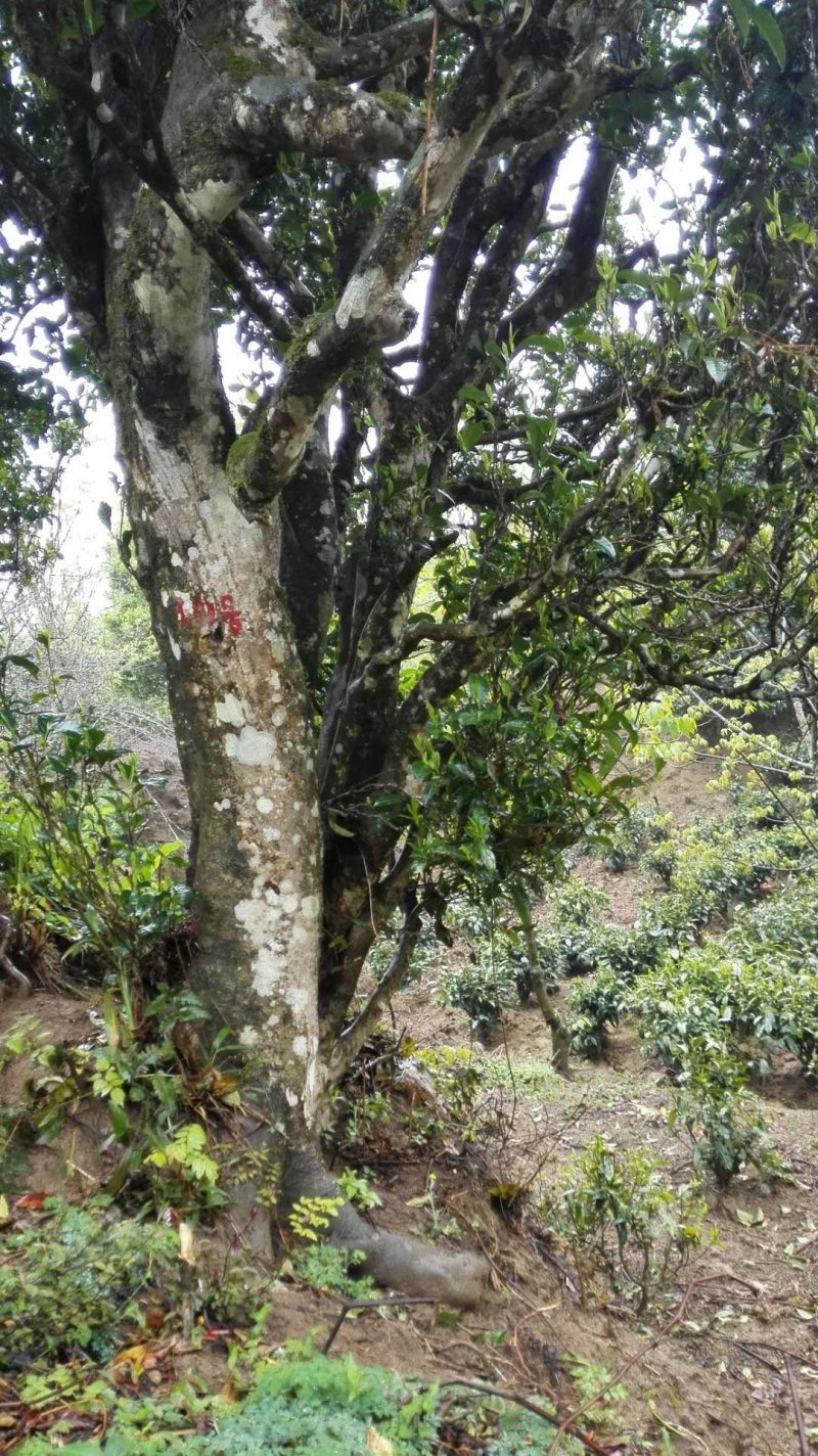 古树红茶