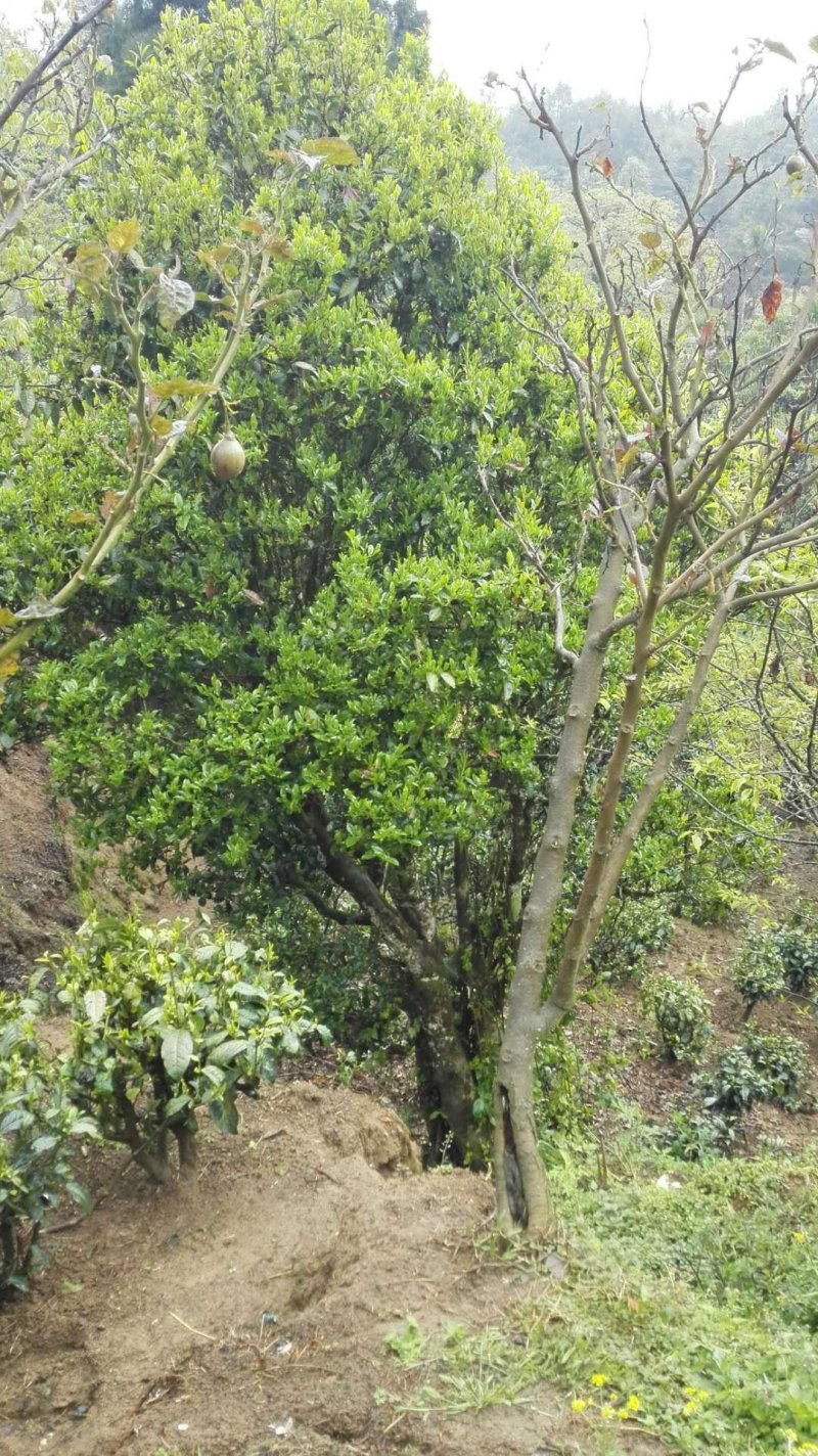 古树红茶