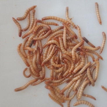 黄粉虫