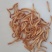 黄粉虫