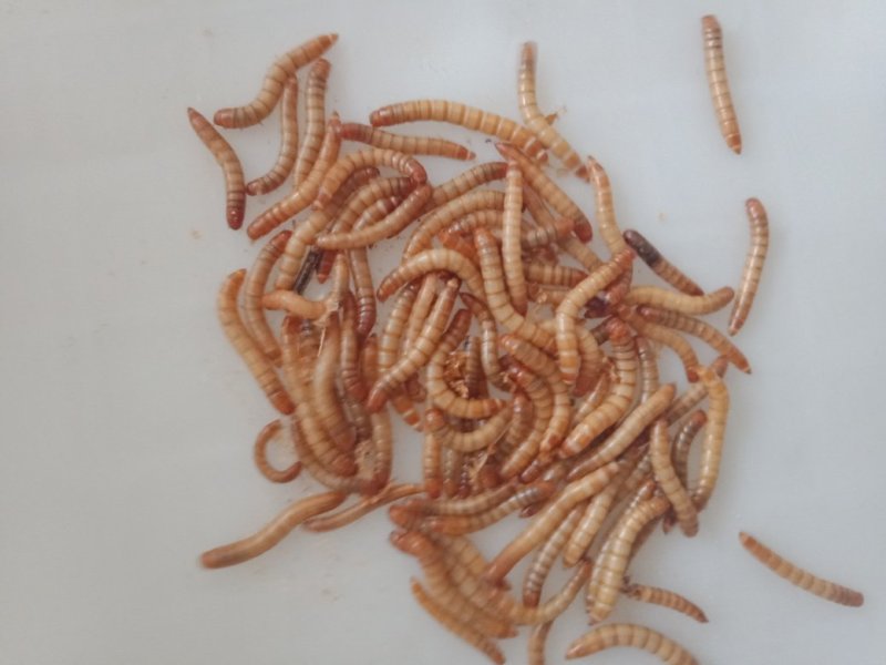 黄粉虫