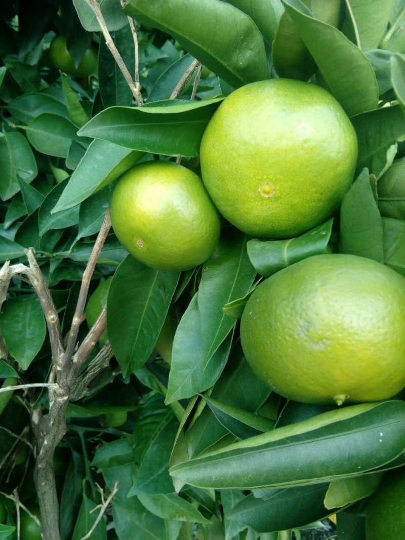雁江蜜橘