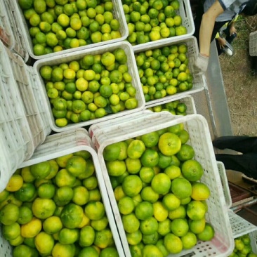 雁江蜜橘