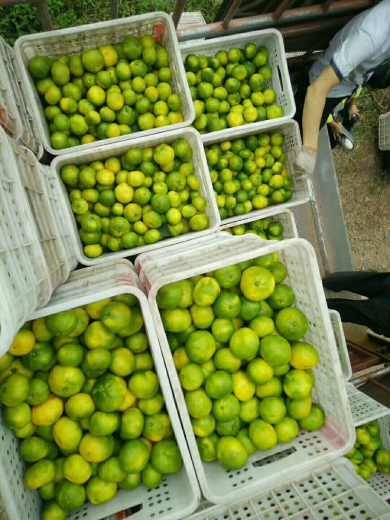 雁江蜜橘