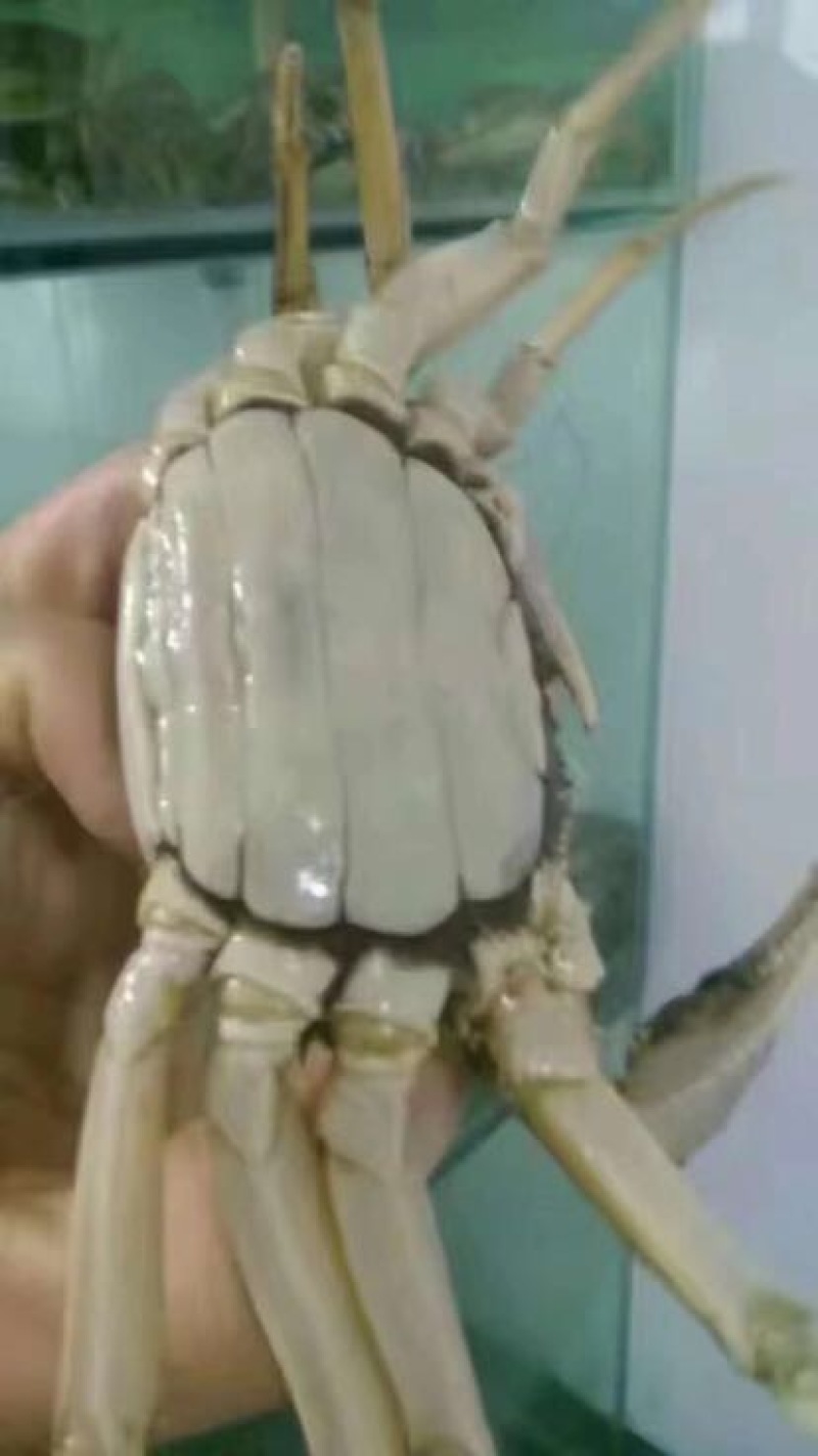 河蟹母蟹3.0两食用