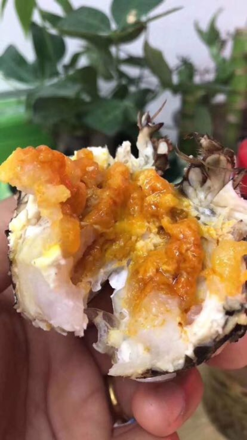 河蟹母蟹3.0两食用