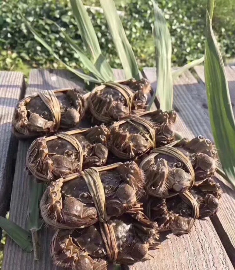 河蟹母蟹3.0两食用