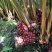 草果