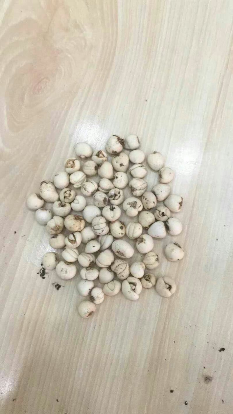 贝母