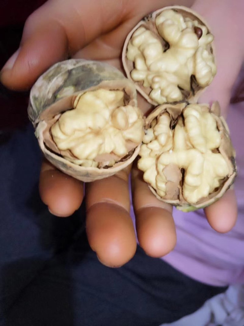 薄皮核桃