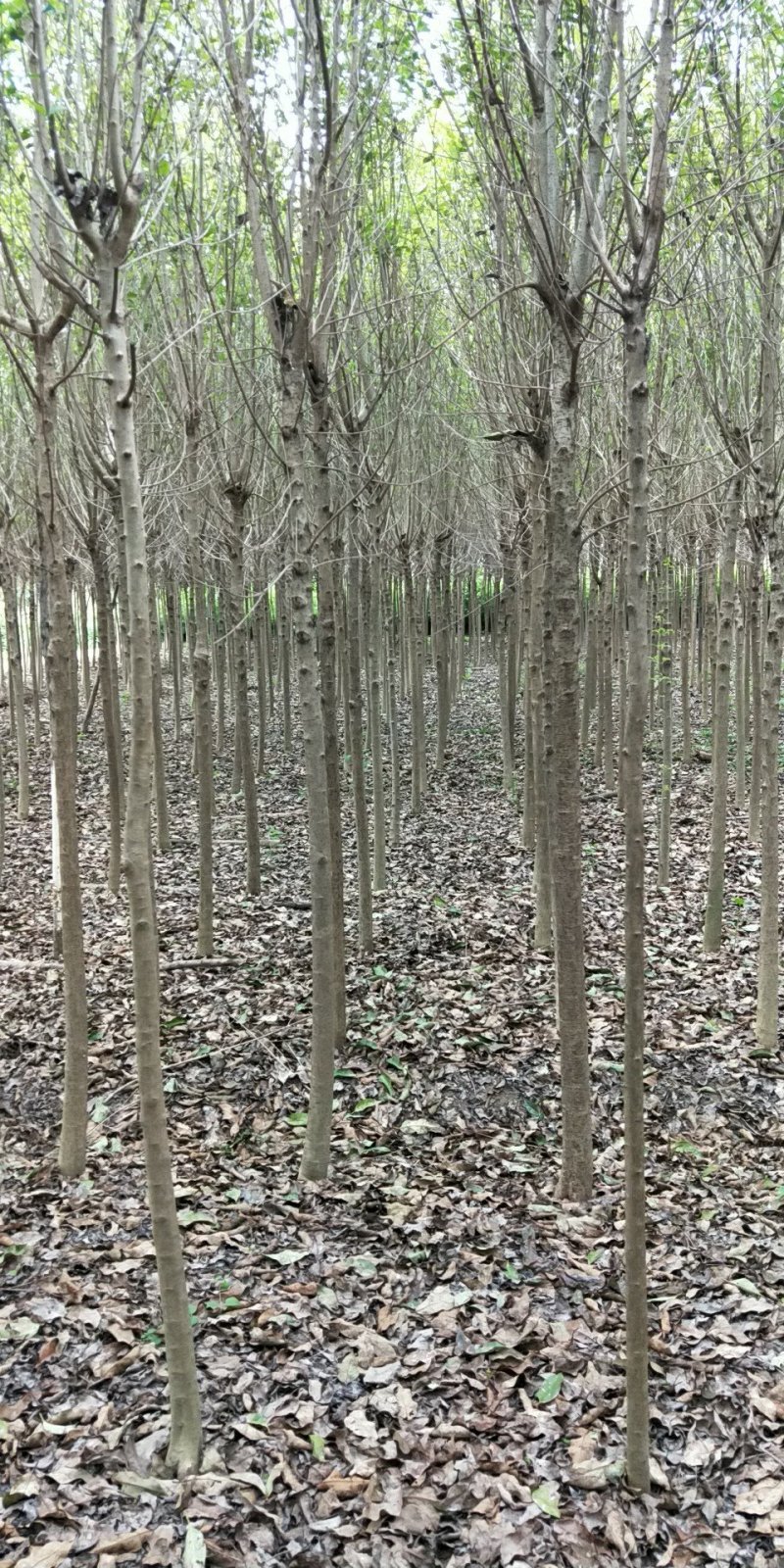 大叶女贞
