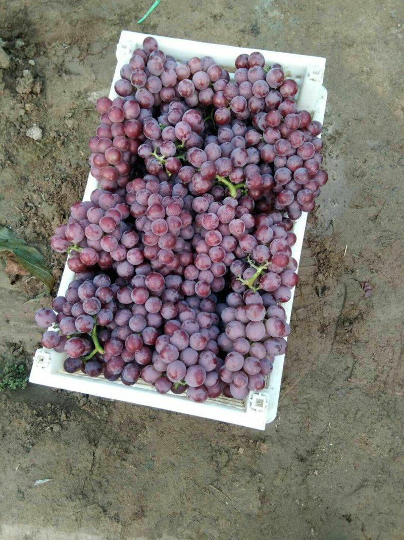 葡萄