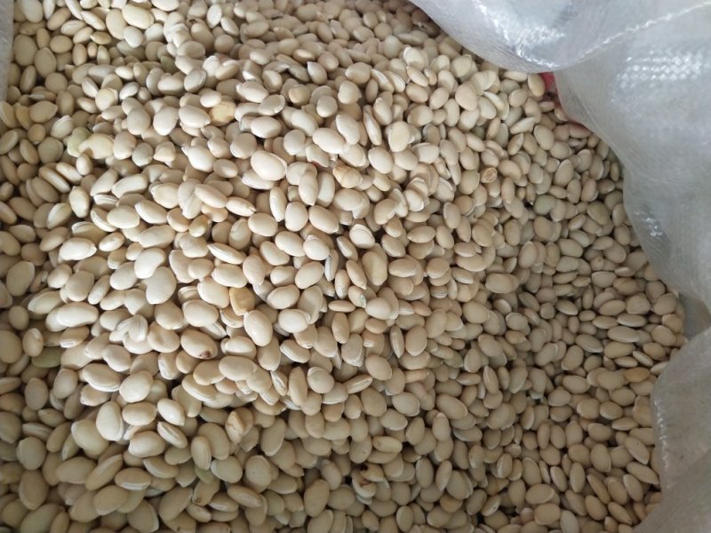 白扁豆颗粒饱满无杂质无虫眼大颗粒白扁豆