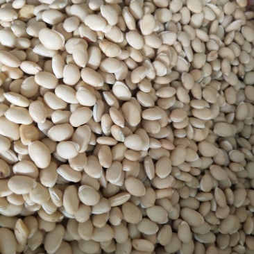 白扁豆颗粒饱满无杂质无虫眼大颗粒白扁豆