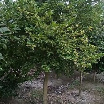 茶梅