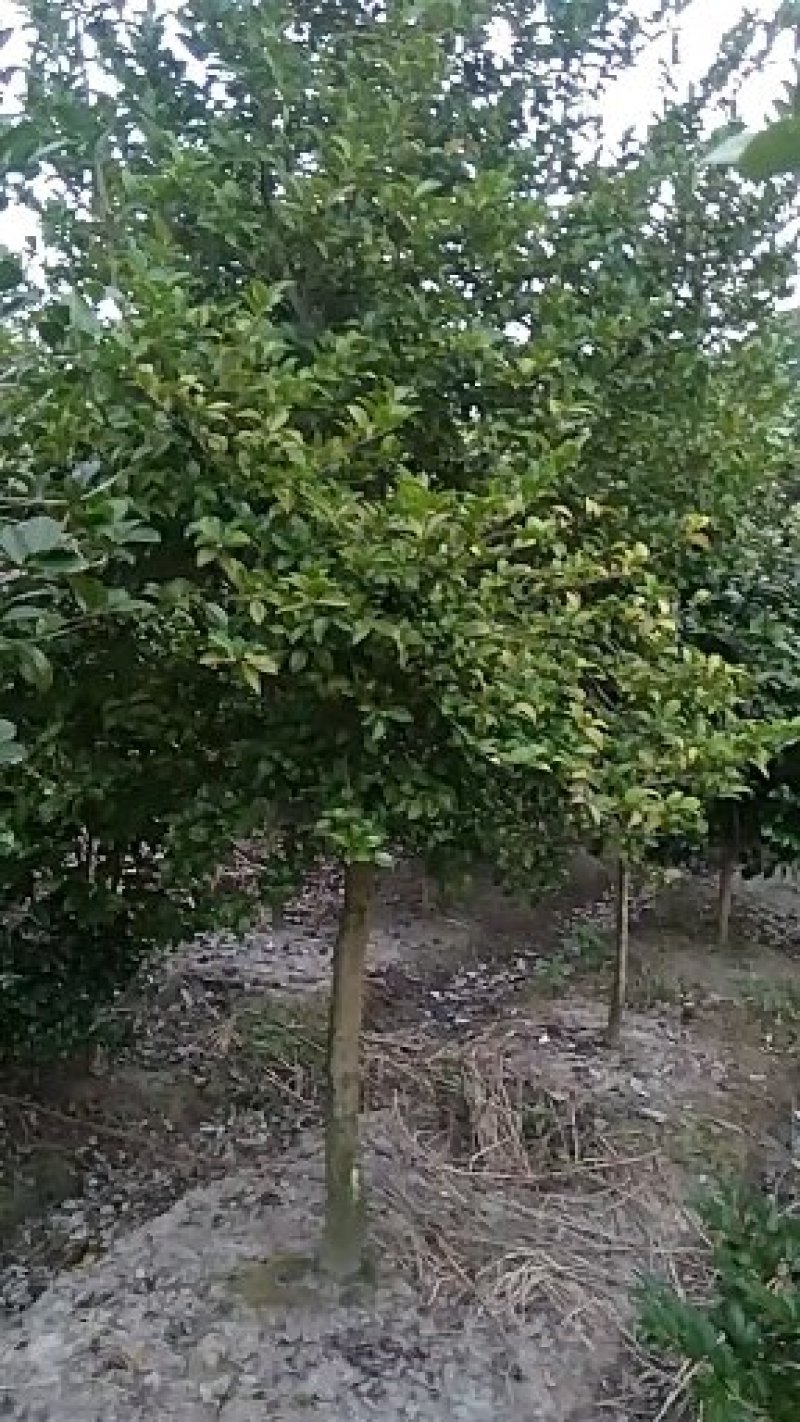 茶梅