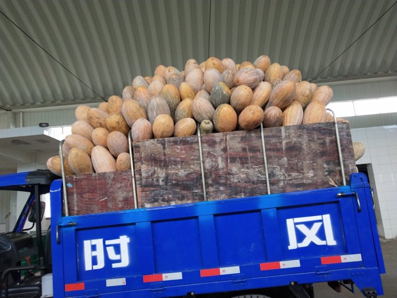 大量供应优质蜜本南瓜