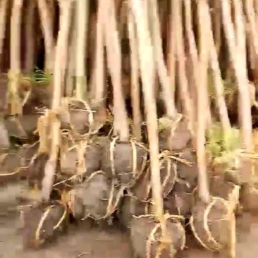 紫薇,百日红占地价格出售