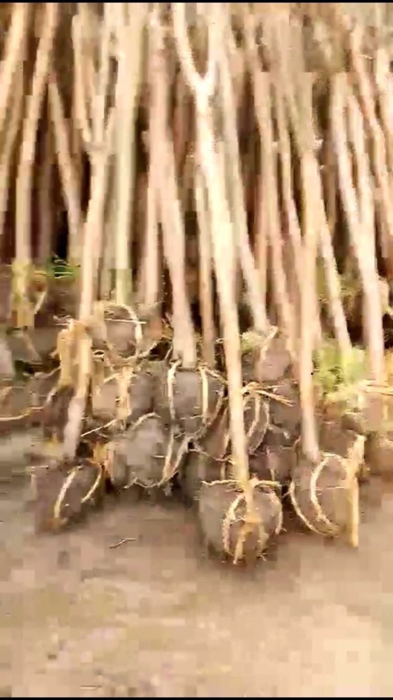 紫薇，百日红占地价格出售